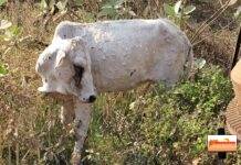 गडचिरोली शहरात जनावरांमध्ये लंपी रोगाचा शिरकाव…