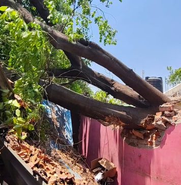 विश्रामगृहाच्या स्वयंपाकघरावर झाड कोसळले; महिला जखमी, मोठी जीवितहानी टळली…